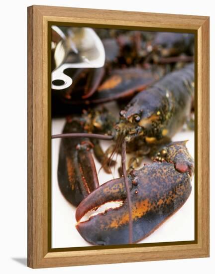 Canadian Lobster-Peter Medilek-Framed Premier Image Canvas