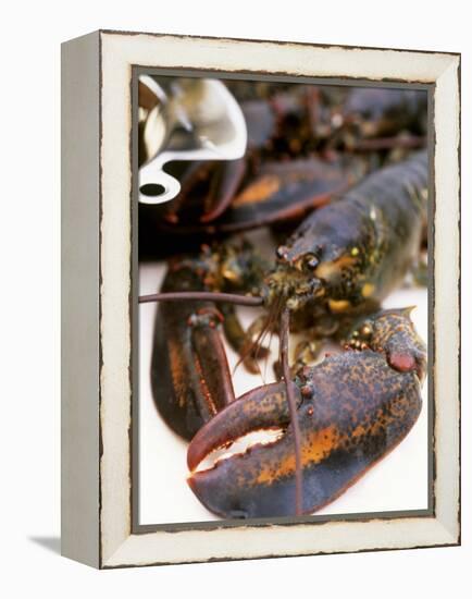 Canadian Lobster-Peter Medilek-Framed Premier Image Canvas