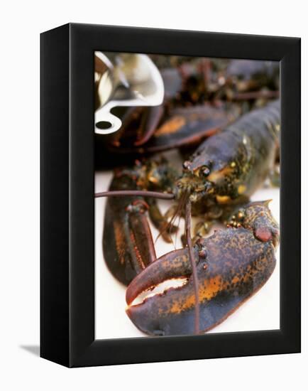 Canadian Lobster-Peter Medilek-Framed Premier Image Canvas