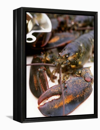 Canadian Lobster-Peter Medilek-Framed Premier Image Canvas