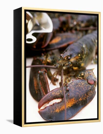 Canadian Lobster-Peter Medilek-Framed Premier Image Canvas