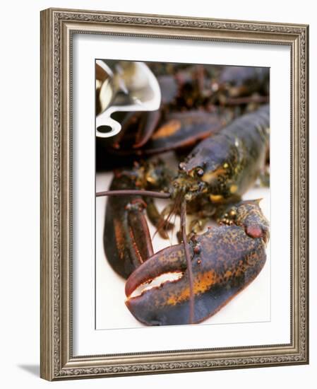 Canadian Lobster-Peter Medilek-Framed Photographic Print