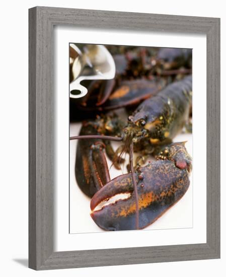 Canadian Lobster-Peter Medilek-Framed Photographic Print