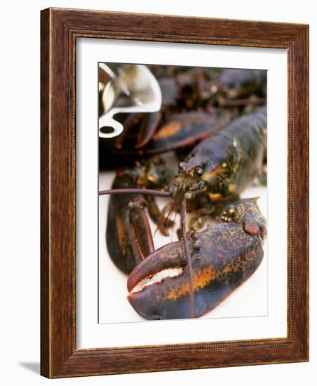 Canadian Lobster-Peter Medilek-Framed Photographic Print