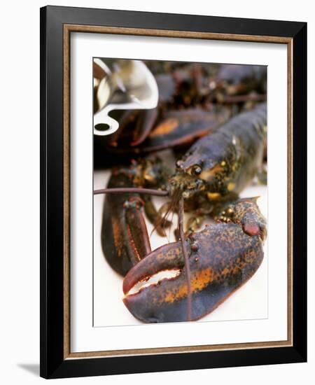 Canadian Lobster-Peter Medilek-Framed Photographic Print