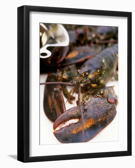 Canadian Lobster-Peter Medilek-Framed Photographic Print