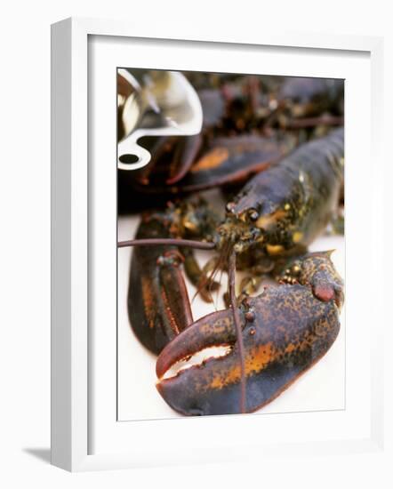 Canadian Lobster-Peter Medilek-Framed Photographic Print