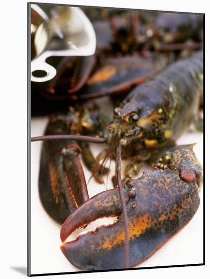 Canadian Lobster-Peter Medilek-Mounted Photographic Print