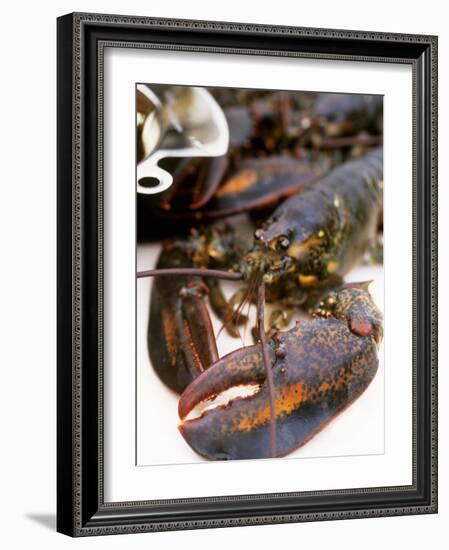 Canadian Lobster-Peter Medilek-Framed Photographic Print