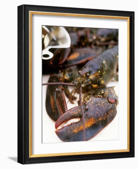 Canadian Lobster-Peter Medilek-Framed Photographic Print