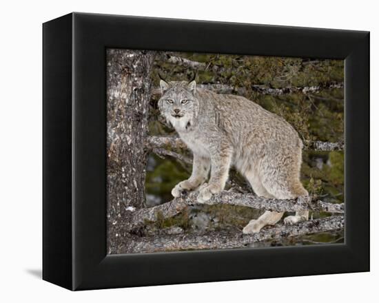 Canadian Lynx (Lynx Canadensis) in a Tree, in Captivity, Near Bozeman, Montana, USA-James Hager-Framed Premier Image Canvas