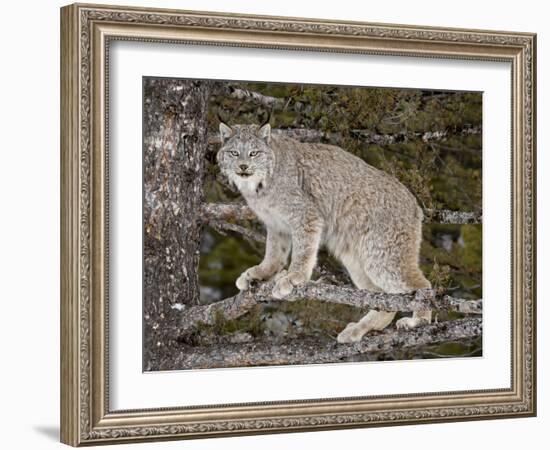 Canadian Lynx (Lynx Canadensis) in a Tree, in Captivity, Near Bozeman, Montana, USA-James Hager-Framed Photographic Print