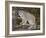 Canadian Lynx (Lynx Canadensis) in a Tree, in Captivity, Near Bozeman, Montana, USA-James Hager-Framed Photographic Print