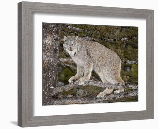 Canadian Lynx (Lynx Canadensis) in a Tree, in Captivity, Near Bozeman, Montana, USA-James Hager-Framed Photographic Print