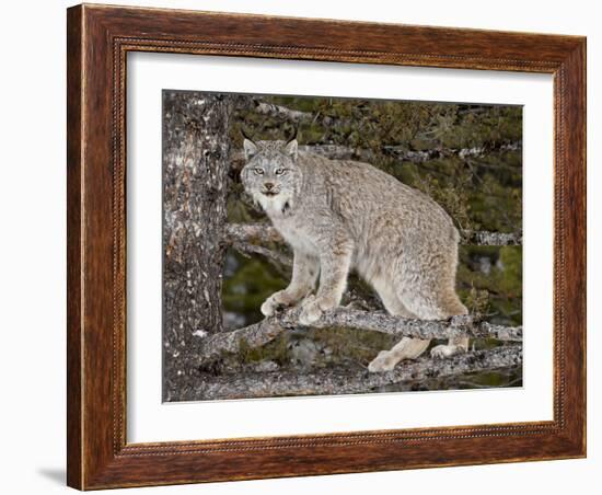 Canadian Lynx (Lynx Canadensis) in a Tree, in Captivity, Near Bozeman, Montana, USA-James Hager-Framed Photographic Print