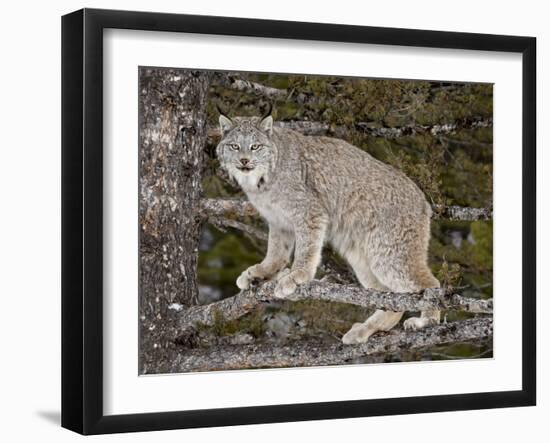 Canadian Lynx (Lynx Canadensis) in a Tree, in Captivity, Near Bozeman, Montana, USA-James Hager-Framed Photographic Print