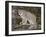 Canadian Lynx (Lynx Canadensis) in a Tree, in Captivity, Near Bozeman, Montana, USA-James Hager-Framed Photographic Print