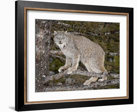 Canadian Lynx (Lynx Canadensis) in a Tree, in Captivity, Near Bozeman, Montana, USA-James Hager-Framed Photographic Print