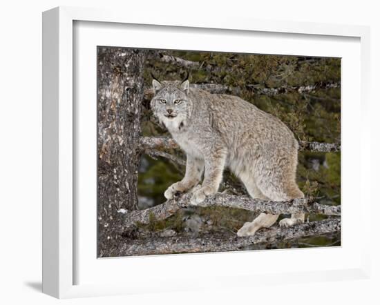 Canadian Lynx (Lynx Canadensis) in a Tree, in Captivity, Near Bozeman, Montana, USA-James Hager-Framed Photographic Print