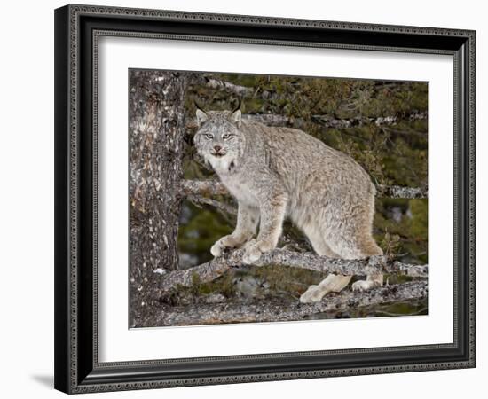 Canadian Lynx (Lynx Canadensis) in a Tree, in Captivity, Near Bozeman, Montana, USA-James Hager-Framed Photographic Print