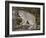 Canadian Lynx (Lynx Canadensis) in a Tree, in Captivity, Near Bozeman, Montana, USA-James Hager-Framed Photographic Print