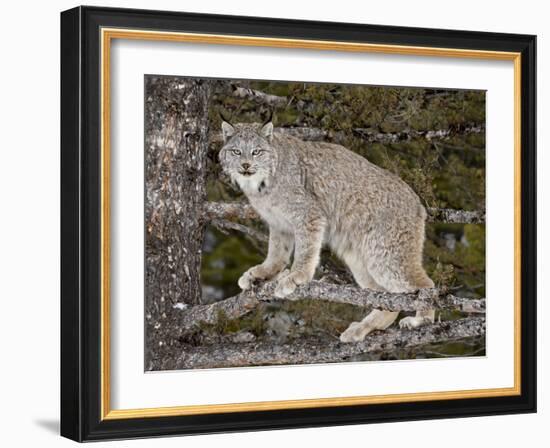 Canadian Lynx (Lynx Canadensis) in a Tree, in Captivity, Near Bozeman, Montana, USA-James Hager-Framed Photographic Print