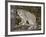 Canadian Lynx (Lynx Canadensis) in a Tree, in Captivity, Near Bozeman, Montana, USA-James Hager-Framed Photographic Print