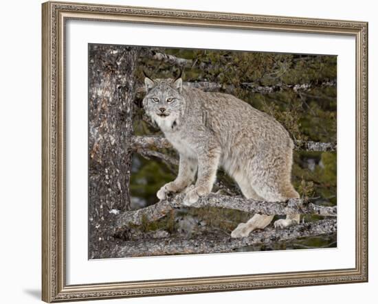 Canadian Lynx (Lynx Canadensis) in a Tree, in Captivity, Near Bozeman, Montana, USA-James Hager-Framed Photographic Print