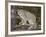 Canadian Lynx (Lynx Canadensis) in a Tree, in Captivity, Near Bozeman, Montana, USA-James Hager-Framed Photographic Print