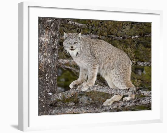 Canadian Lynx (Lynx Canadensis) in a Tree, in Captivity, Near Bozeman, Montana, USA-James Hager-Framed Photographic Print