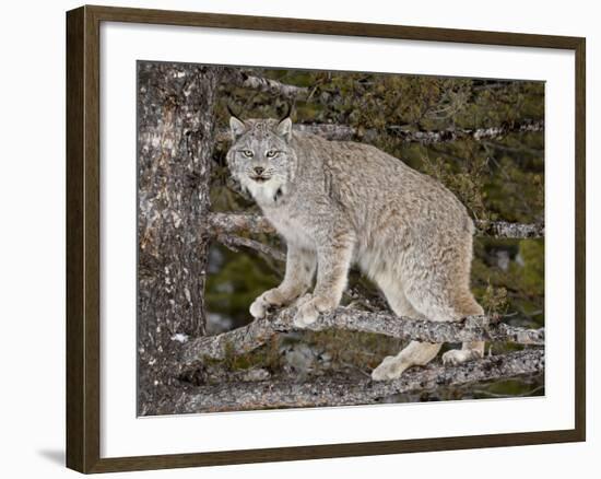 Canadian Lynx (Lynx Canadensis) in a Tree, in Captivity, Near Bozeman, Montana, USA-James Hager-Framed Photographic Print