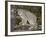 Canadian Lynx (Lynx Canadensis) in a Tree, in Captivity, Near Bozeman, Montana, USA-James Hager-Framed Photographic Print