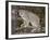 Canadian Lynx (Lynx Canadensis) in a Tree, in Captivity, Near Bozeman, Montana, USA-James Hager-Framed Photographic Print