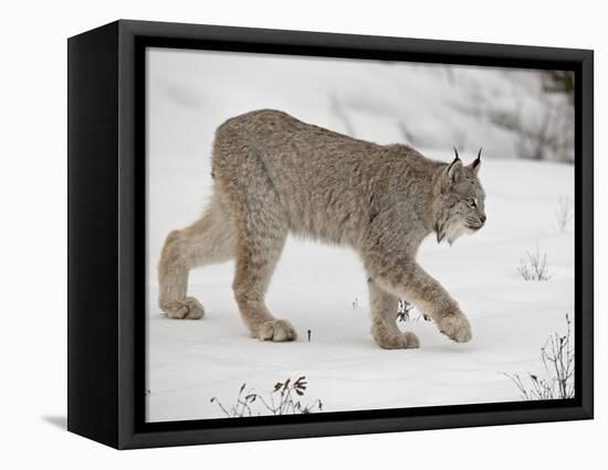 Canadian Lynx (Lynx Canadensis) in Snow in Captivity, Near Bozeman, Montana-null-Framed Premier Image Canvas