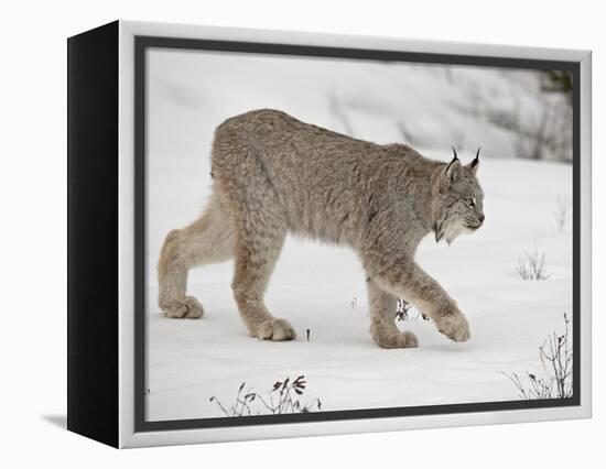 Canadian Lynx (Lynx Canadensis) in Snow in Captivity, Near Bozeman, Montana-null-Framed Premier Image Canvas