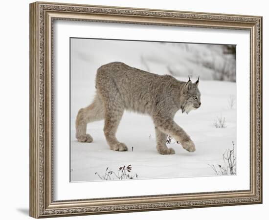 Canadian Lynx (Lynx Canadensis) in Snow in Captivity, Near Bozeman, Montana-null-Framed Photographic Print