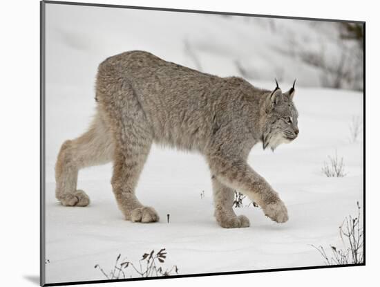 Canadian Lynx (Lynx Canadensis) in Snow in Captivity, Near Bozeman, Montana-null-Mounted Photographic Print