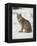 Canadian Lynx (Lynx Canadensis) in Snow in Captivity, Near Bozeman, Montana-null-Framed Premier Image Canvas