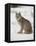 Canadian Lynx (Lynx Canadensis) in Snow in Captivity, Near Bozeman, Montana-null-Framed Premier Image Canvas