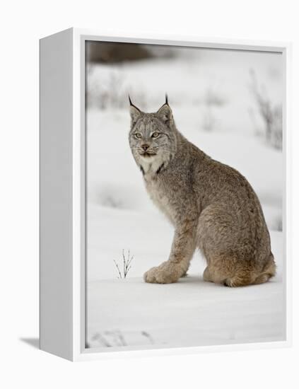 Canadian Lynx (Lynx Canadensis) in Snow in Captivity, Near Bozeman, Montana-null-Framed Premier Image Canvas