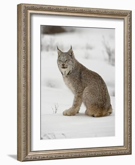 Canadian Lynx (Lynx Canadensis) in Snow in Captivity, Near Bozeman, Montana-null-Framed Photographic Print