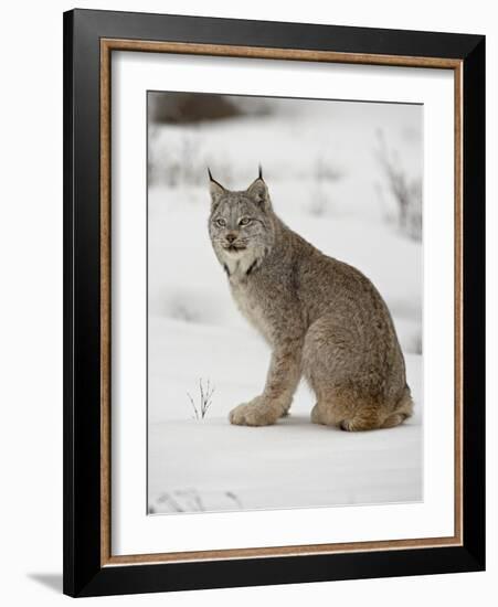 Canadian Lynx (Lynx Canadensis) in Snow in Captivity, Near Bozeman, Montana-null-Framed Photographic Print