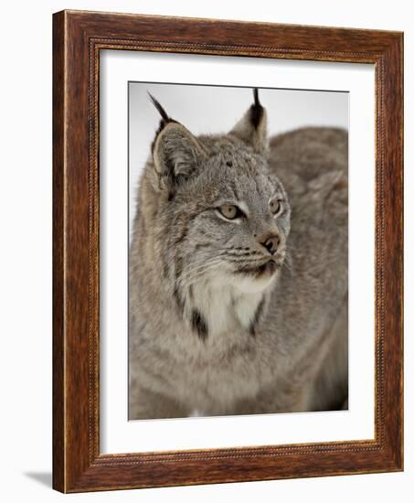 Canadian Lynx (Lynx Canadensis) in Snow in Captivity, Near Bozeman, Montana-null-Framed Photographic Print