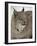 Canadian Lynx (Lynx Canadensis) in Snow in Captivity, Near Bozeman, Montana-null-Framed Photographic Print