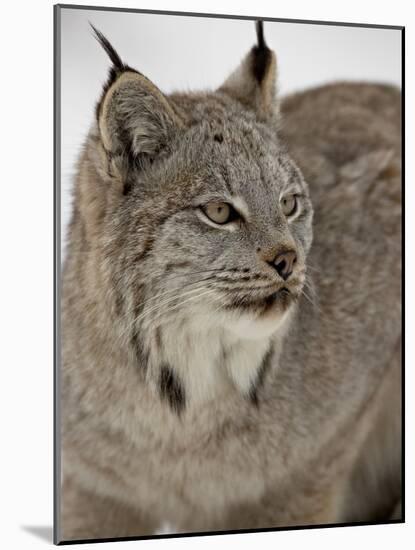 Canadian Lynx (Lynx Canadensis) in Snow in Captivity, Near Bozeman, Montana-null-Mounted Photographic Print