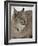 Canadian Lynx (Lynx Canadensis) in Snow in Captivity, Near Bozeman, Montana-null-Framed Photographic Print