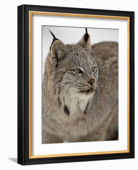 Canadian Lynx (Lynx Canadensis) in Snow in Captivity, Near Bozeman, Montana-null-Framed Photographic Print