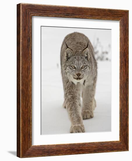 Canadian Lynx (Lynx Canadensis) in Snow in Captivity, Near Bozeman, Montana-null-Framed Photographic Print