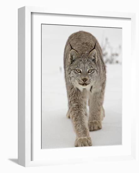 Canadian Lynx (Lynx Canadensis) in Snow in Captivity, Near Bozeman, Montana-null-Framed Photographic Print