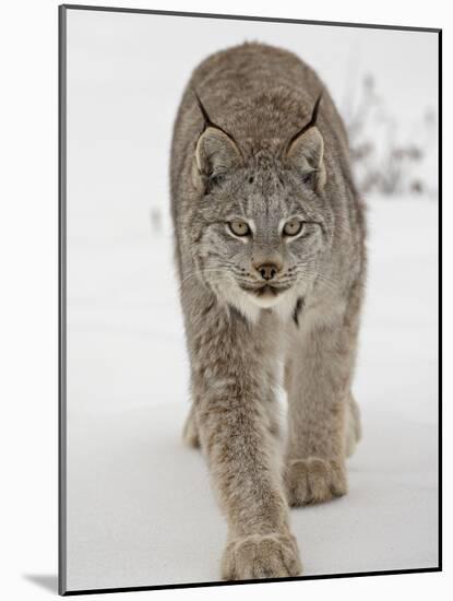 Canadian Lynx (Lynx Canadensis) in Snow in Captivity, Near Bozeman, Montana-null-Mounted Photographic Print